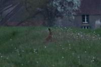 Lepus europaeus