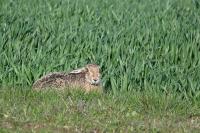 Lepus europaeus