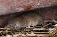 Crocidura gueldenstaedtii