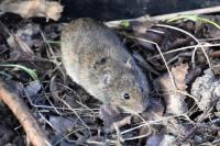 Microtus arvalis