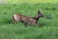 Capreolus capreolus