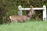 Capreolus capreolus