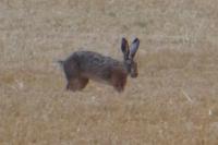 Lepus europaeus