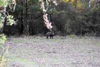 Sus scrofa