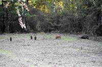 Sus scrofa