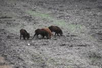 Sus scrofa