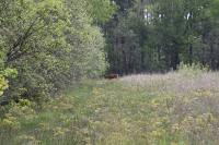 Cervus elaphus