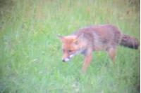 Vulpes vulpes