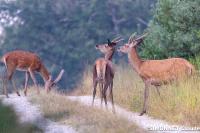 Cervus elaphus