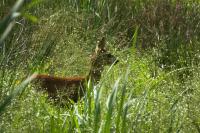 Capreolus capreolus