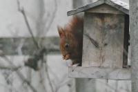Sciurus vulgaris
