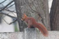 Sciurus vulgaris