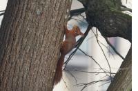 Sciurus vulgaris