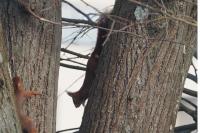 Sciurus vulgaris