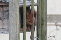Sciurus vulgaris