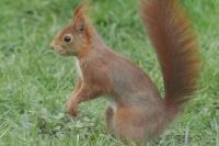 Sciurus vulgaris