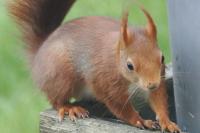 Sciurus vulgaris