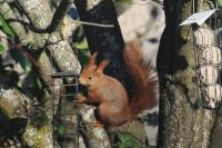 Sciurus vulgaris