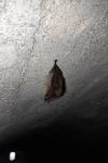 Myotis