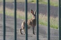 Lepus europaeus