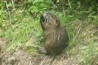 Myocastor coypus