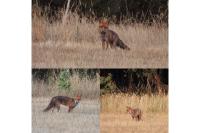 Vulpes vulpes