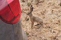 Lepus europaeus
