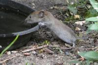 Clethrionomys glareolus