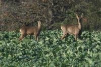Capreolus capreolus