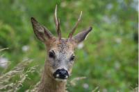 Capreolus capreolus