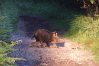 Sus scrofa