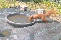Sciurus vulgaris