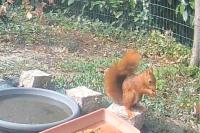 Sciurus vulgaris