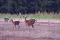 Cervus elaphus
