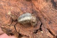 Limax cinereoniger