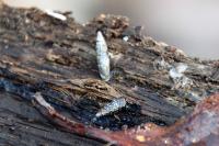Clausilia bidentata