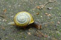 Cepaea nemoralis