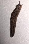 Limax maximus