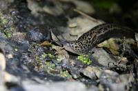 Limax maximus