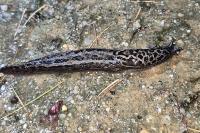 Limax maximus