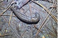 Limax maximus