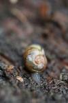 Vitrina pellucida
