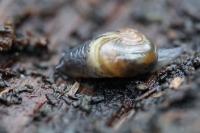 Vitrina pellucida