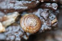 Gonyodiscus rotundatus