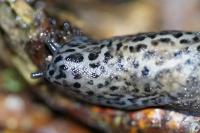 Limax maximus
