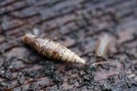 Cochlodina laminata