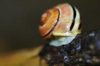 Cepaea hortensis