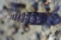 Clausilia bidentata