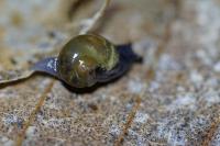 Vitrina pellucida