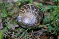 Cornu aspersum